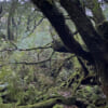 屋久島「白谷雲水峡から縄文杉」1日で回るルートを完全ガイド